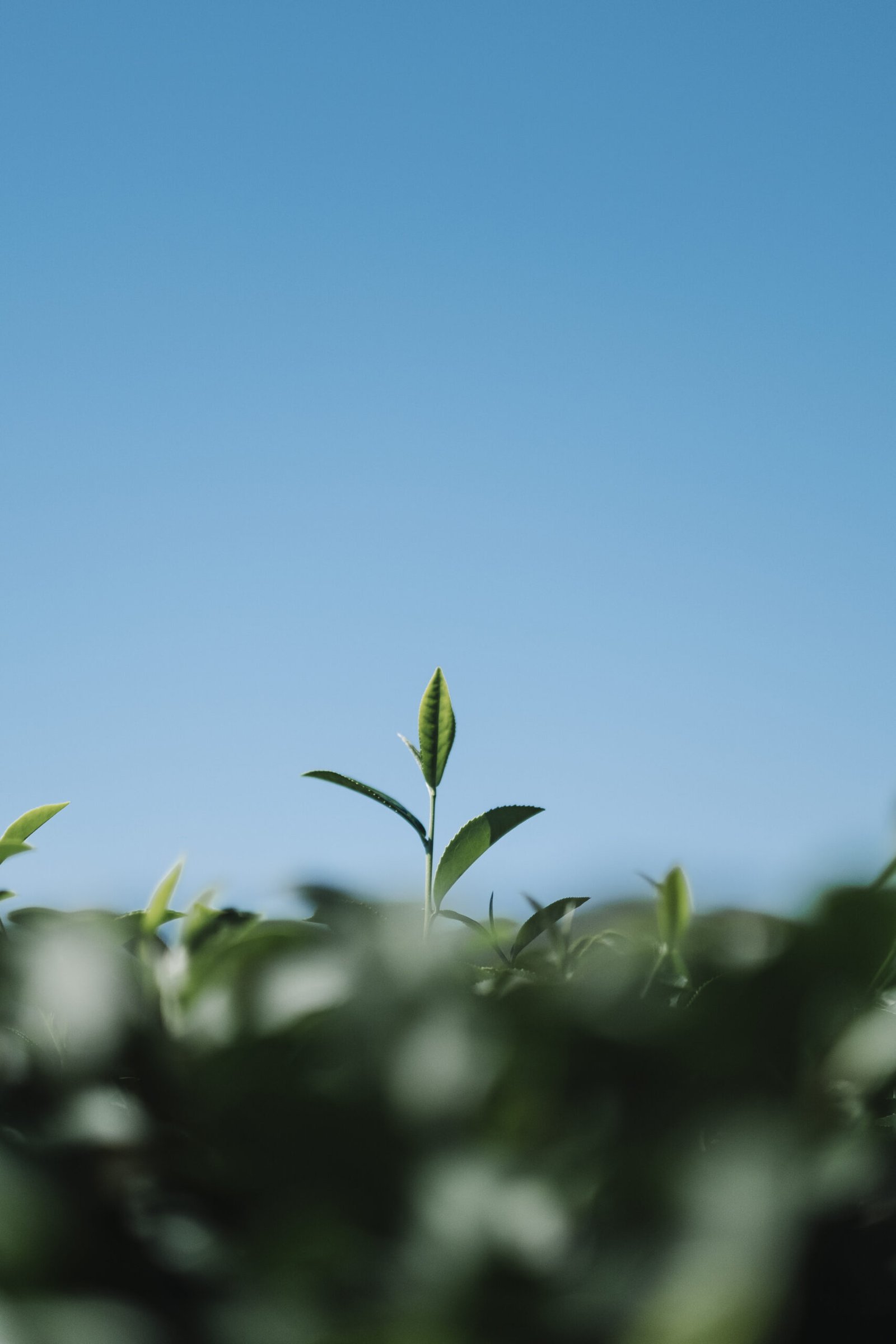 ESG in Malaysia goes beyond mere compliance